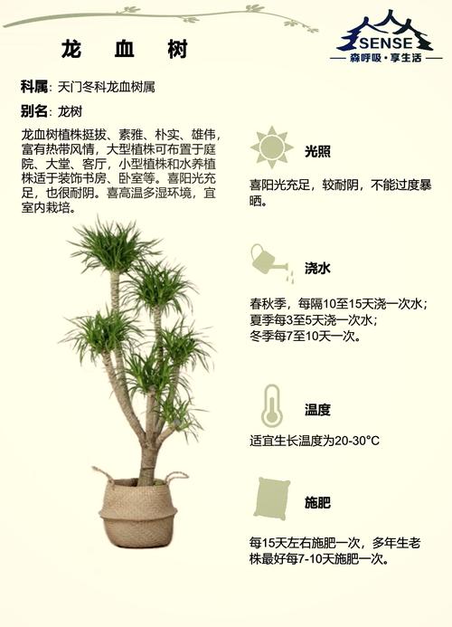 龙须树施什么肥?掌握这些要点,叶片翠绿挺拔不黄叶 总结