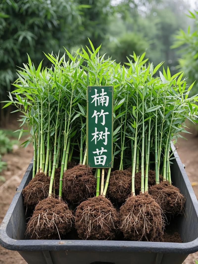 保定竹子苗采购指南:如何科学筛选优质渠道,避免踩坑 保定竹子苗采购指南:如何科学筛选优质渠道,避免踩坑