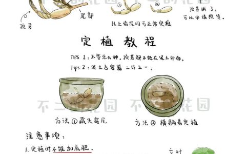 水养碗莲种植方法图解：新手必看的高成活率养护指南