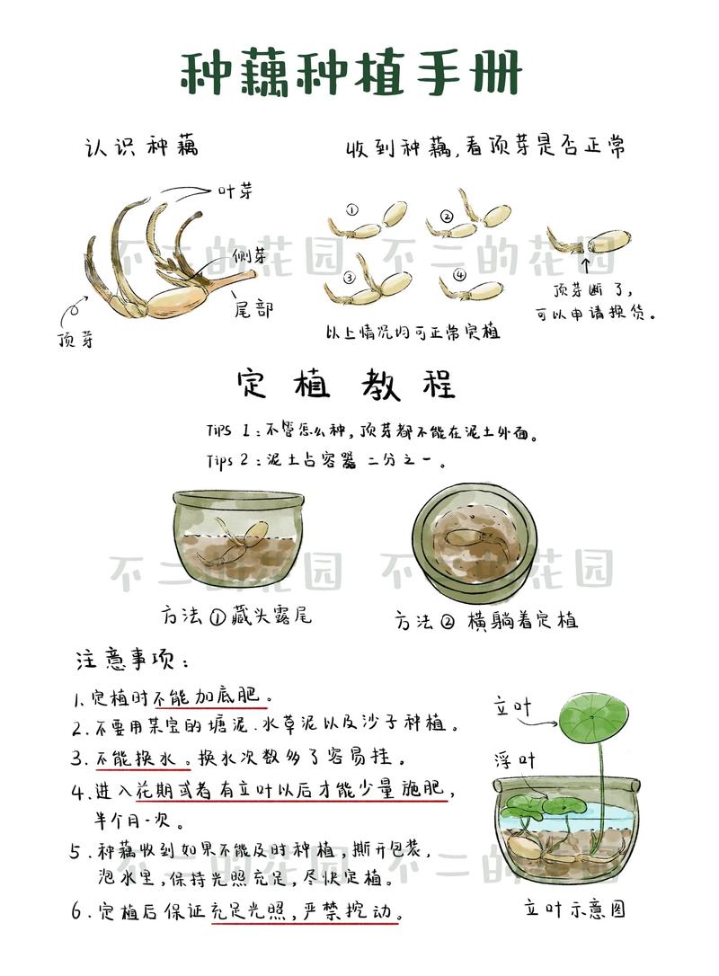 水养碗莲种植方法图解:新手必看的高成活率养护指南 水养碗莲种植方法图解:新手必看的高成活率养护指南
