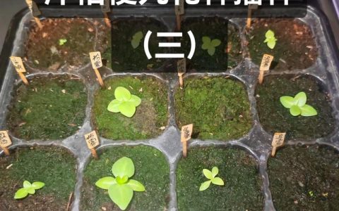 洋桔梗花种植时间和方法：家庭阳台地栽全流程指南