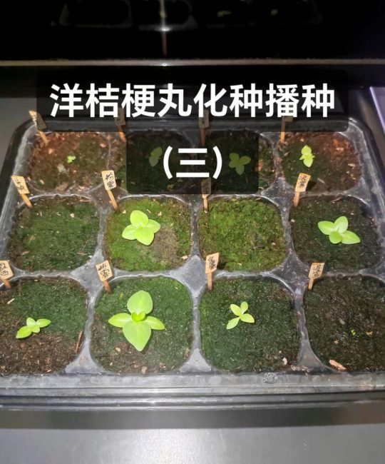洋桔梗花种植时间和方法：家庭阳台地栽全流程指南