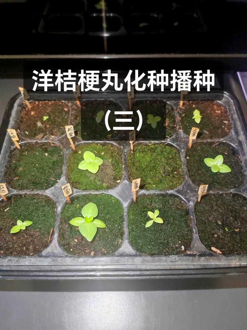 洋桔梗花种植时间和方法:家庭阳台地栽全流程指南 洋桔梗花种植时间和方法:家庭阳台地栽全流程指南