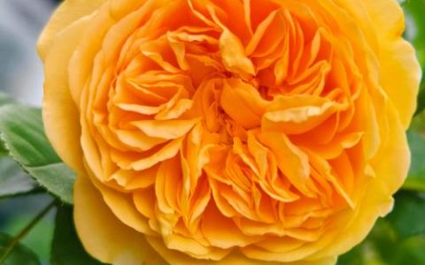 黄色月季花有哪些品种？盘点热门黄色月季品种及养护指南
