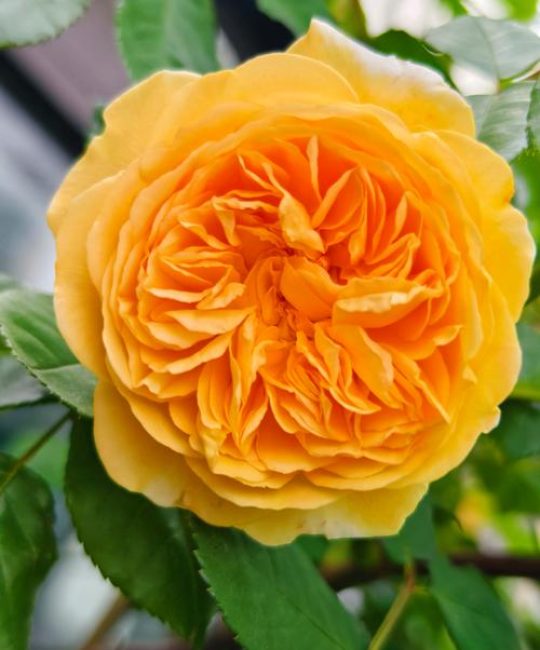 黄色月季花有哪些品种？盘点热门黄色月季品种及养护指南