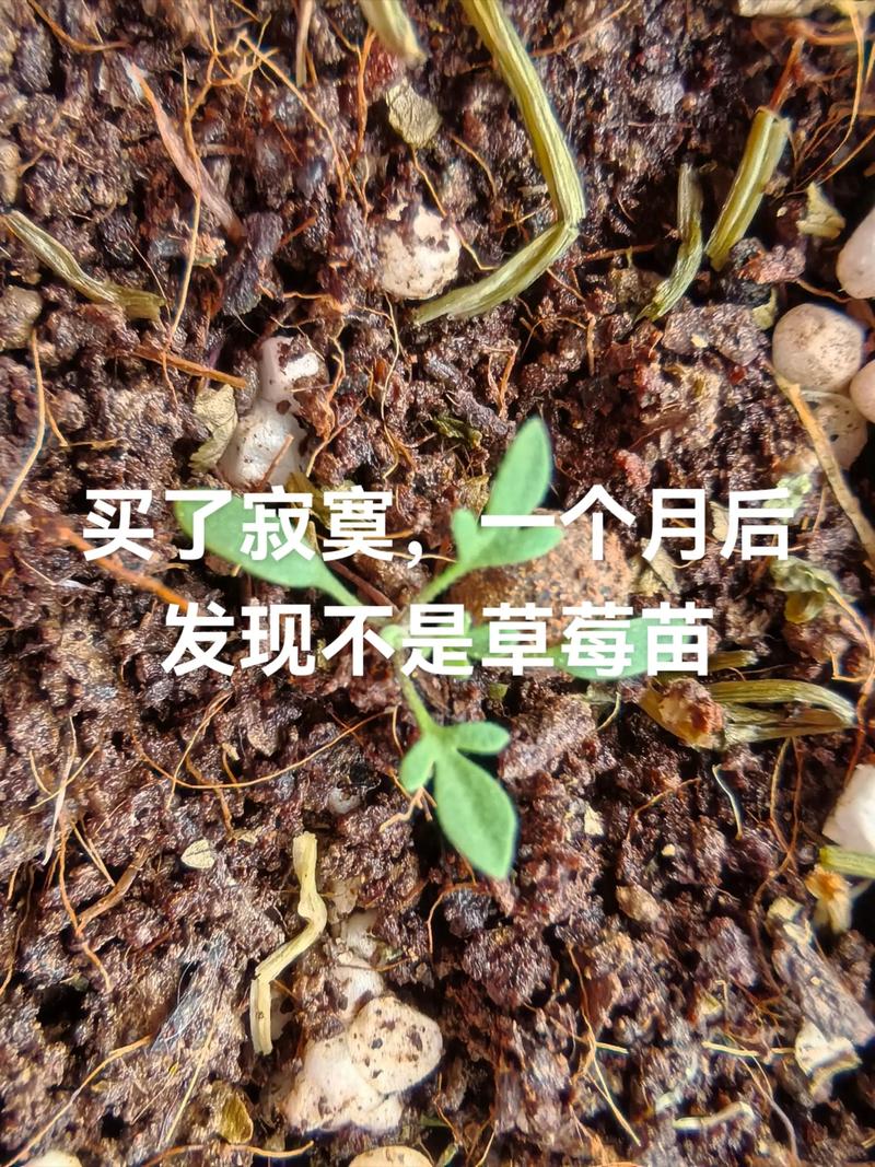 草莓种子采购指南:如何科学选择渠道,避免买到假种子 第二步:品种真实性核查——从包装到种子形态