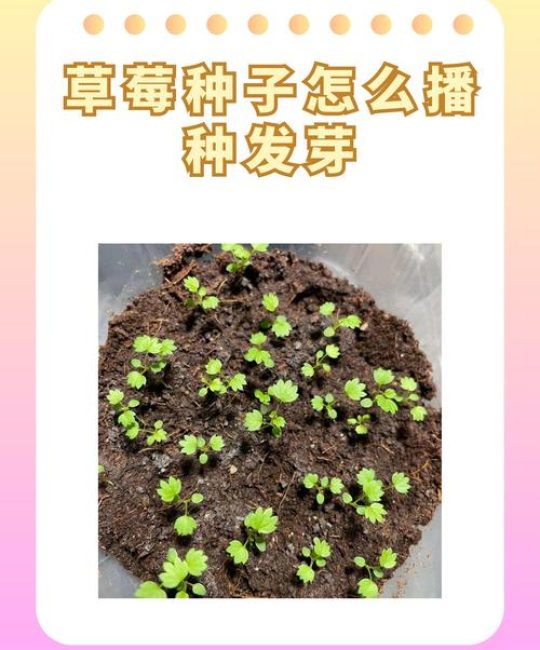 草莓种子采购指南：如何科学选择渠道，避免买到假种子