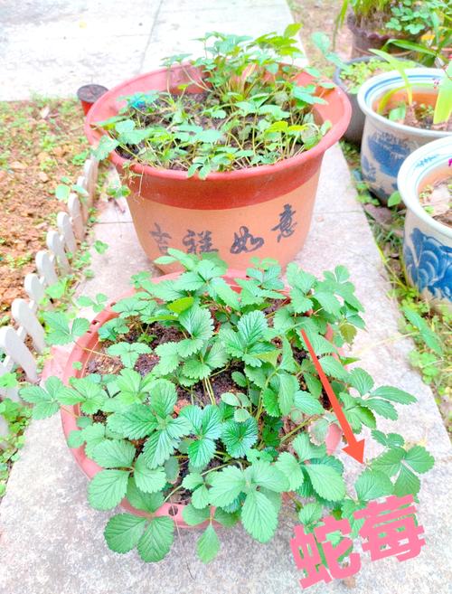 草莓种子采购指南:如何科学选择渠道,避免买到假种子 第五步:售后与补发政策——写进书面约定