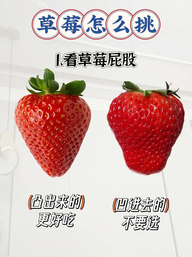 草莓种子采购指南:如何科学选择渠道,避免买到假种子 第四步:检疫与合规——跨省调运的硬门槛
