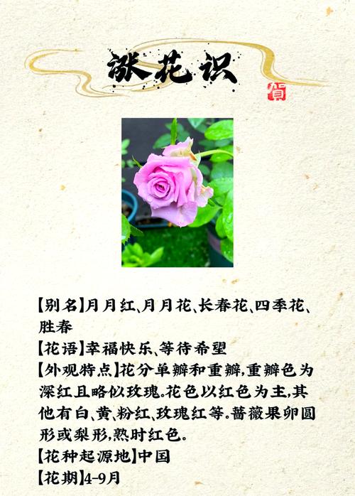 秋天能种月季花吗?秋季种植月季的完整技术指南 三、栽前处理:种苗检查与修剪消毒