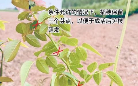 秋天能种月季花吗？秋季种植月季的完整技术指南