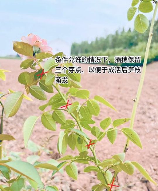 秋天能种月季花吗？秋季种植月季的完整技术指南