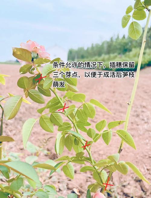 秋天能种月季花吗?秋季种植月季的完整技术指南 一、适宜时间:抓住9月下旬到11月中旬的窗口期