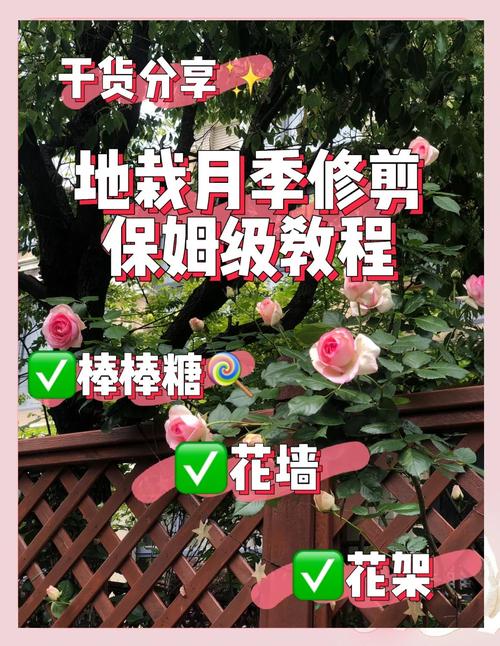 秋天能种月季花吗?秋季种植月季的完整技术指南 五、浇定根水:第一次水必须浇透、慢浇