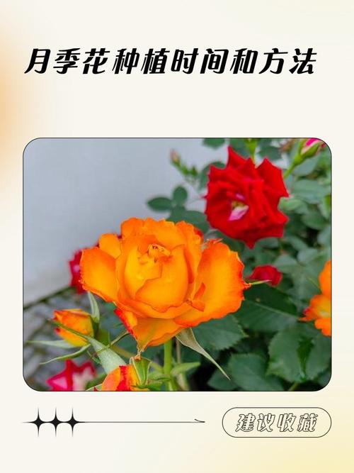 秋天能种月季花吗?秋季种植月季的完整技术指南 六、缓苗管理:遮阴保湿,等待新芽萌发