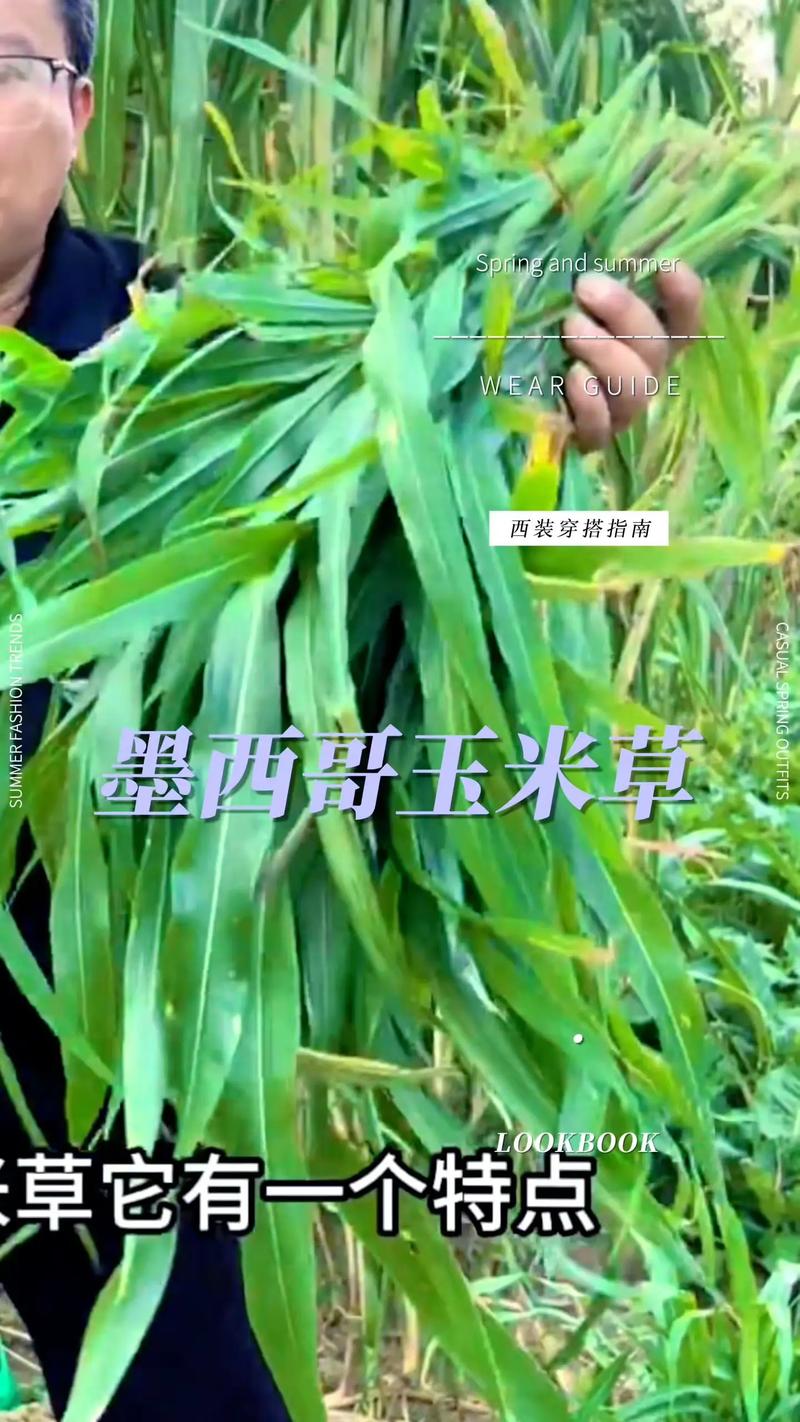 喂草鱼种植什么草好草籽?首选墨西哥玉米草,高产耐割易管理 判断标准:如何选择适合你鱼塘的草籽?