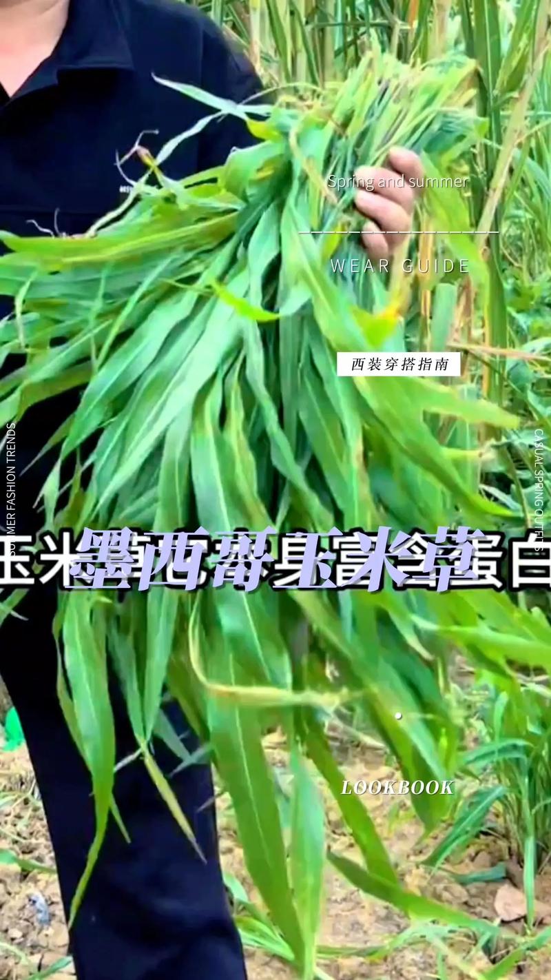 喂草鱼种植什么草好草籽?首选墨西哥玉米草,高产耐割易管理 墨西哥玉米草种植操作步骤(按7板块流程)