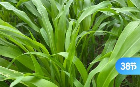 喂草鱼种植什么草好草籽？首选墨西哥玉米草，高产耐割易管理