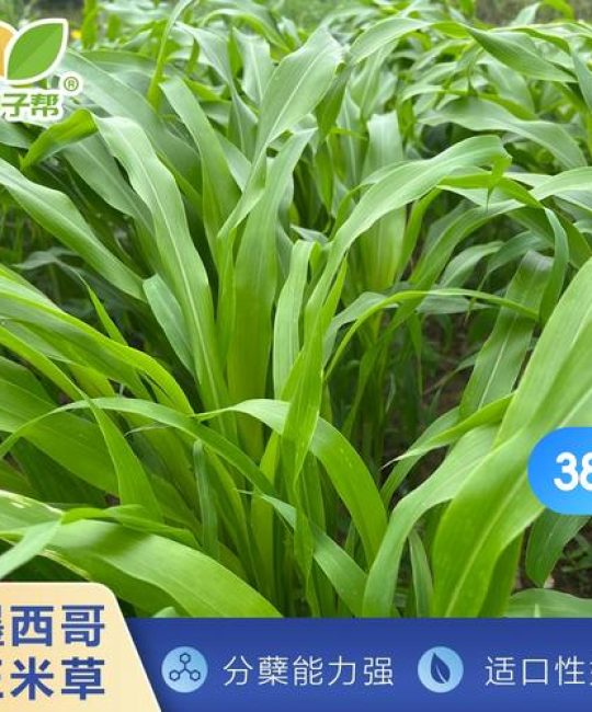 喂草鱼种植什么草好草籽？首选墨西哥玉米草，高产耐割易管理