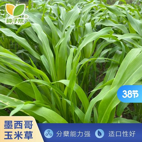 喂草鱼种植什么草好草籽?首选墨西哥玉米草,高产耐割易管理 品种推荐对比表