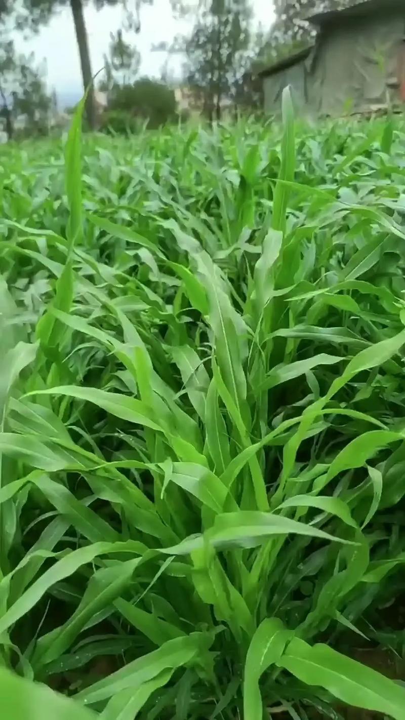 喂草鱼种植什么草好草籽?首选墨西哥玉米草,高产耐割易管理 常见问题(FAQ)