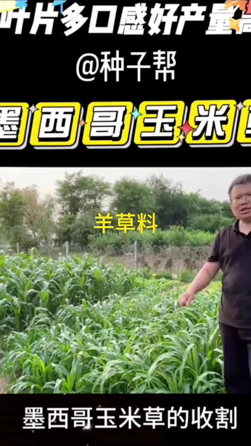 喂草鱼种植什么草好草籽?首选墨西哥玉米草,高产耐割易管理 常见错误与解决方案