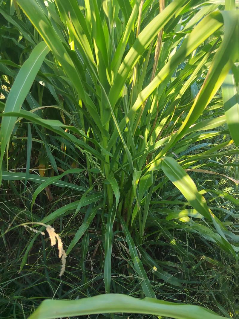 喂草鱼种植什么草好草籽?首选墨西哥玉米草,高产耐割易管理 总结