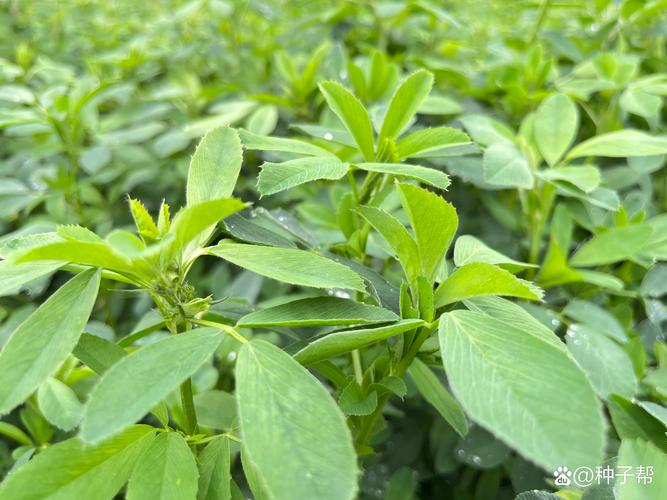 紫花苜蓿每亩需要多少种子?播种量与关键技术详解 二、推荐用种量速查表