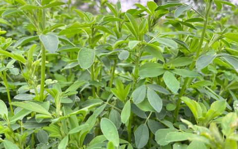 紫花苜蓿每亩需要多少种子？播种量与关键技术详解
