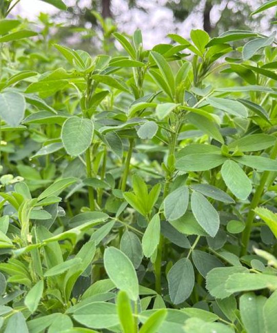 紫花苜蓿每亩需要多少种子？播种量与关键技术详解
