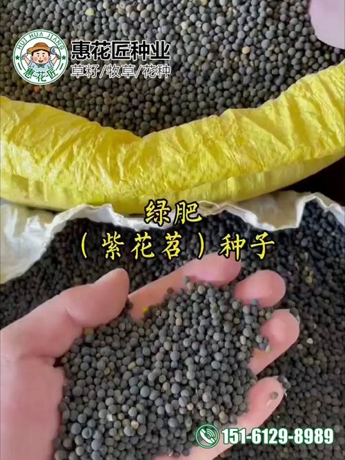 紫花苜蓿每亩需要多少种子?播种量与关键技术详解 四、常见误区与对策