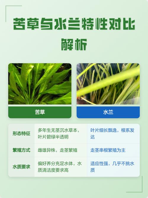 苦草是水兰吗?快速区分两种沉水植物的生态与养护要点 苦草与水兰的生态习性对比