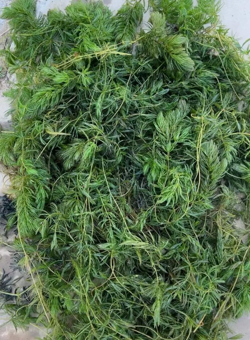 苦草是水兰吗?快速区分两种沉水植物的生态与养护要点 总结:因地制宜选择,按参数执行