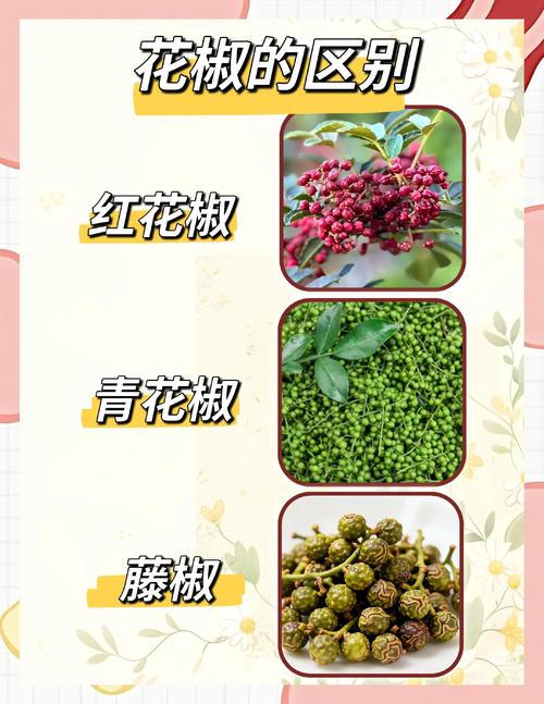 花椒籽能压油吗?园艺与厨房里的新发现 花椒籽真的能压油吗?