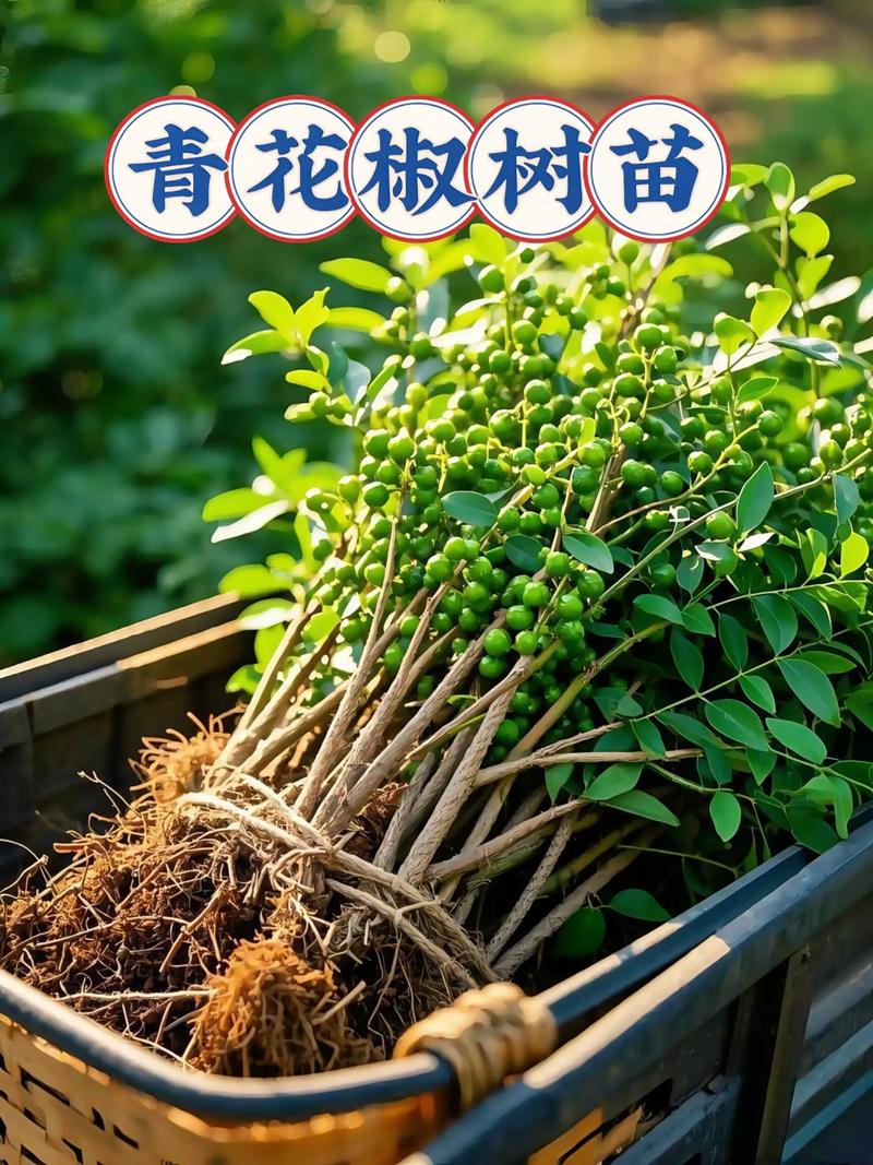 花椒树多少钱?2025年最新价格参考与影响因素全解析 一、规格影响:树龄和地径直接决定价格