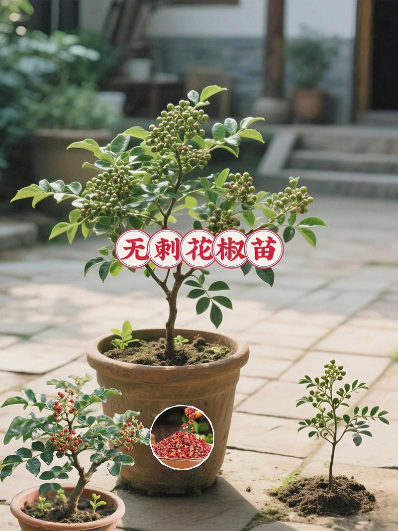 花椒树多少钱?2025年最新价格参考与影响因素全解析 价格快速参考