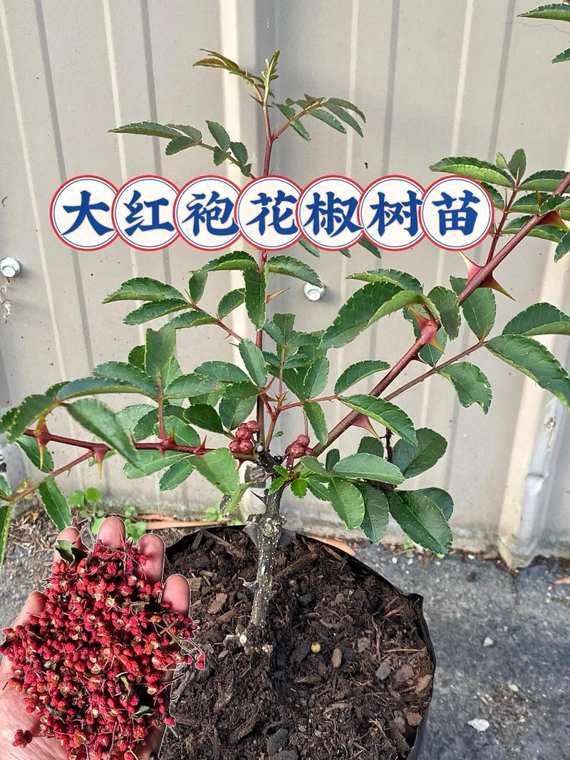 花椒树多少钱?2025年最新价格参考与影响因素全解析 五、运输影响:距离与包装方式决定运费占比