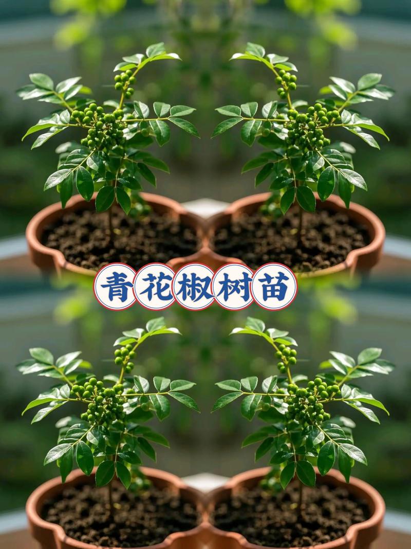 花椒树多少钱?2025年最新价格参考与影响因素全解析 最后咨询指南