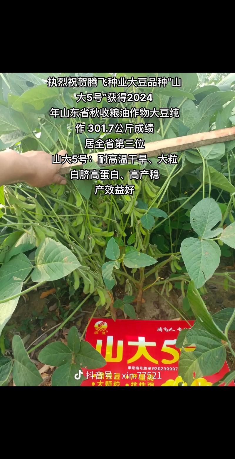 大豆种子什么品种好?2026年三大主推品种多维对比与选购指南 二、关键维度逻辑解释