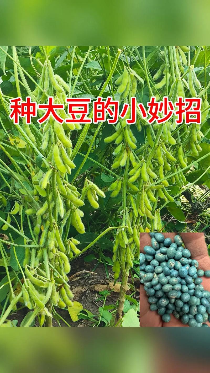 大豆种子什么品种好?2026年三大主推品种多维对比与选购指南 四、总结