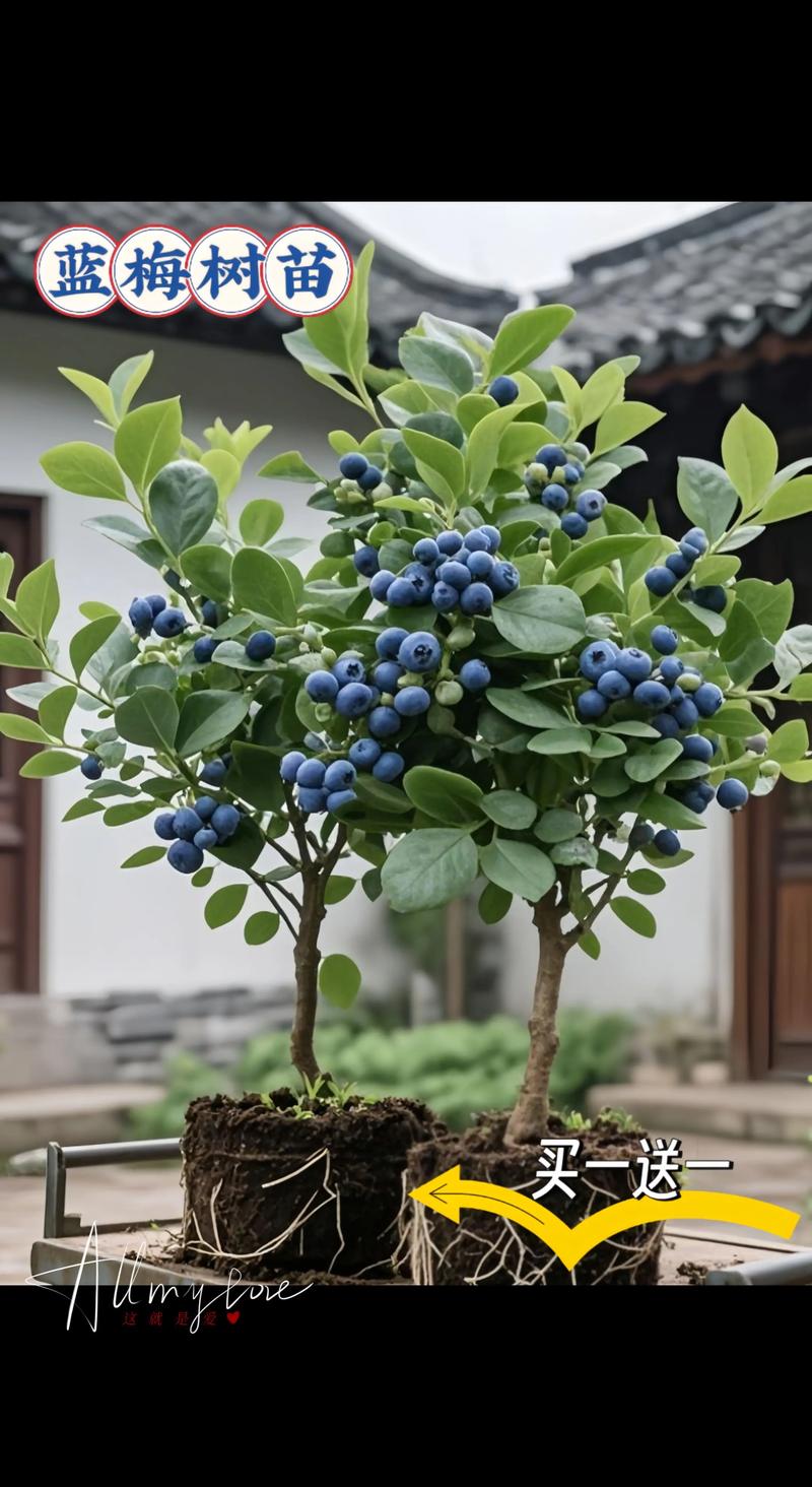 蓝莓是灌木,不是乔木 授粉需求:自花结实与异花授粉差异显著