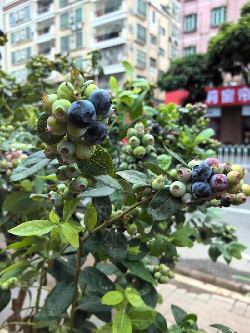 蓝莓是灌木,不是乔木 总结验证:蓝莓不是树,遵循灌木规律才能高产