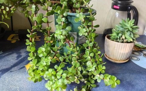 阳台盆栽花椒树可行吗？园艺设计师的全方位养护指南