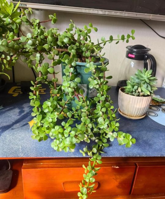 阳台盆栽花椒树可行吗？园艺设计师的全方位养护指南