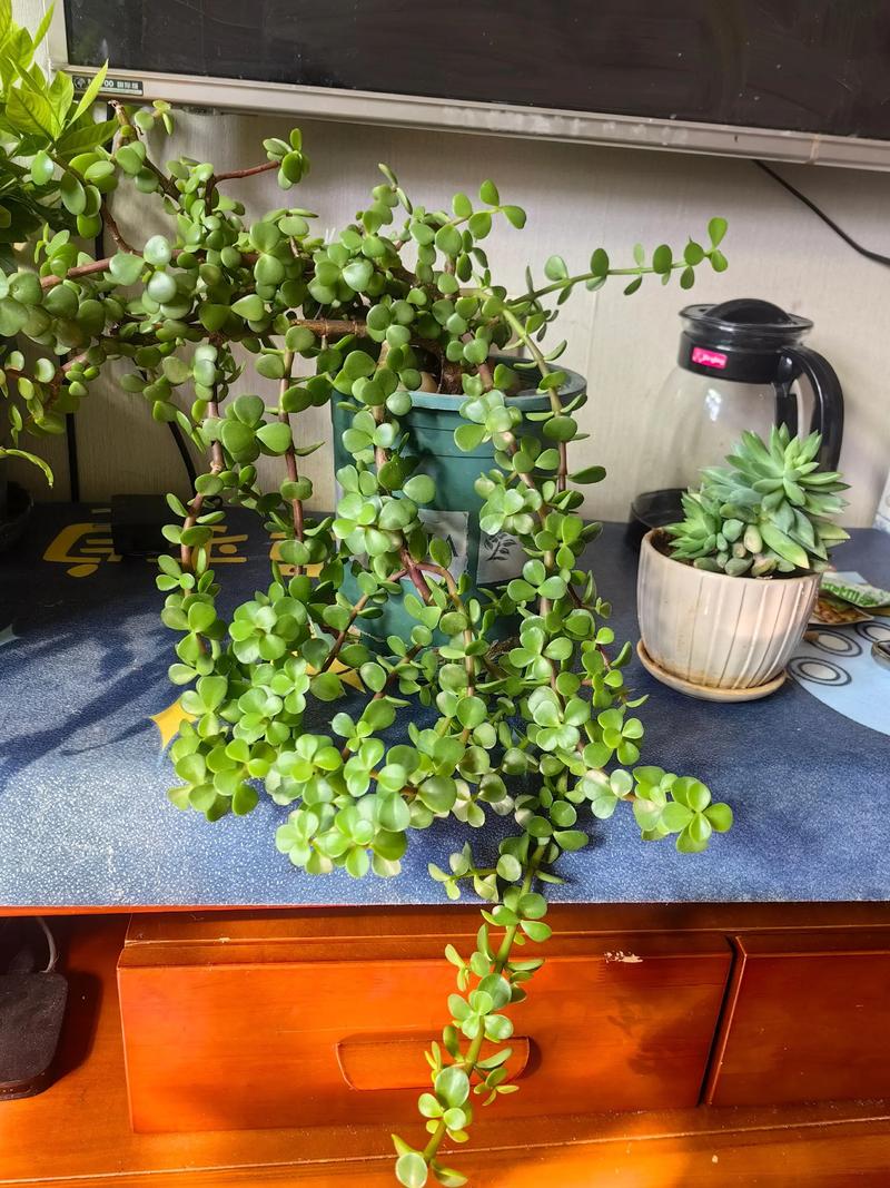 阳台盆栽花椒树可行吗?园艺设计师的全方位养护指南 花椒树阳台盆栽可行性分析