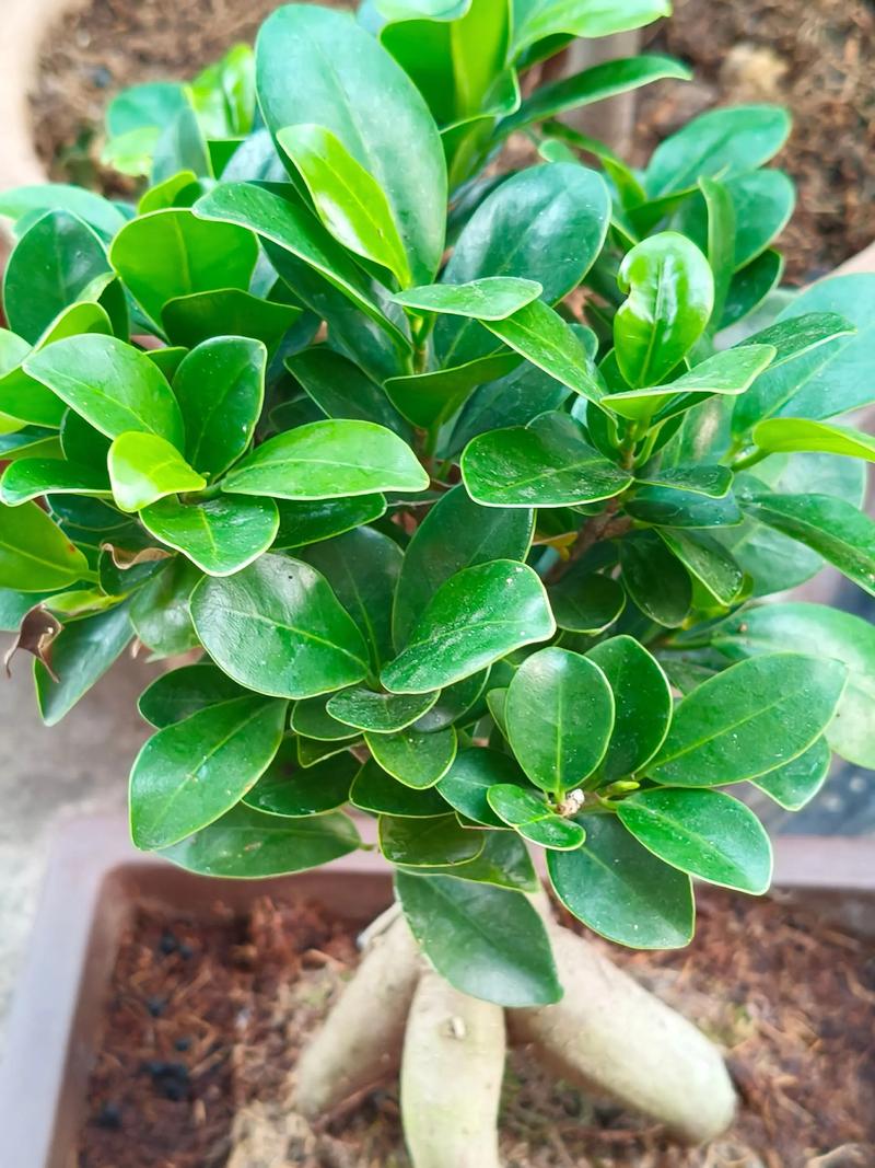 阳台盆栽花椒树可行吗?园艺设计师的全方位养护指南 总结与风险提示