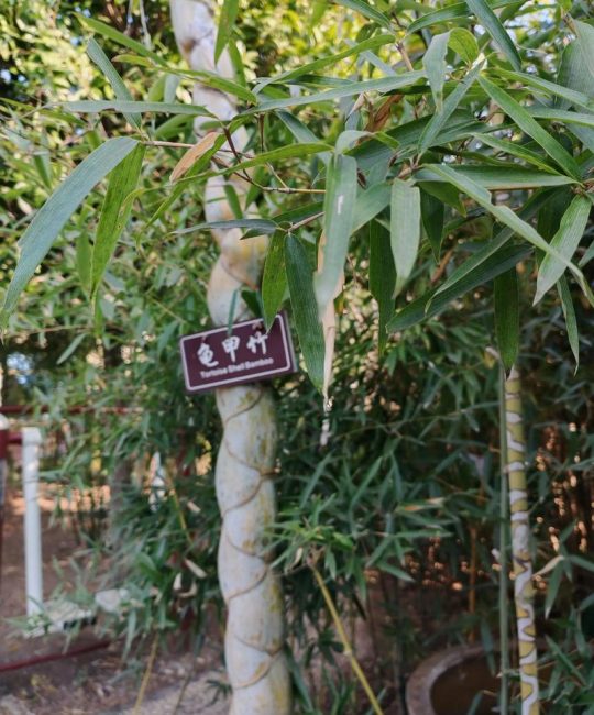 景观竹子买什么品种？三大主流品种六维度对比，帮你选对不踩坑