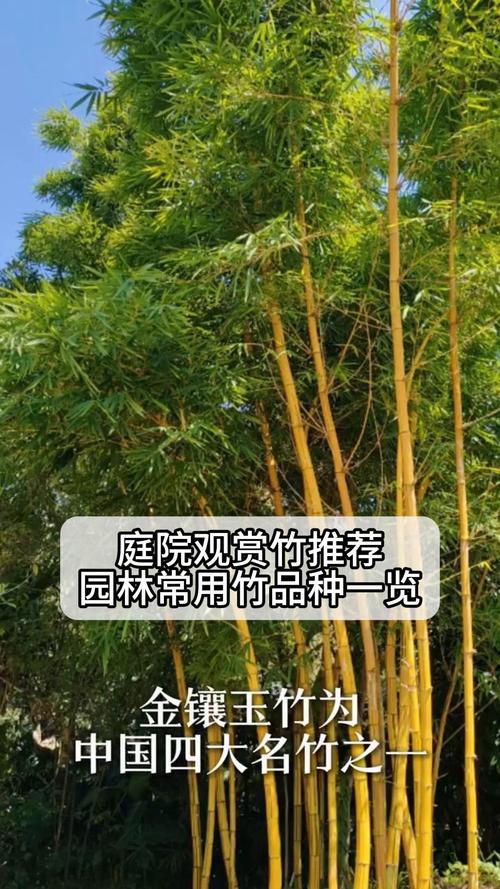 景观竹子买什么品种?三大主流品种六维度对比,帮你选对不踩坑 逻辑解释:为什么差异如此明显?