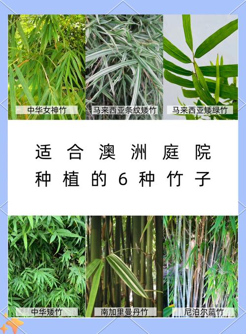 景观竹子买什么品种?三大主流品种六维度对比,帮你选对不踩坑 场景化选择建议:你到底该买哪一种?