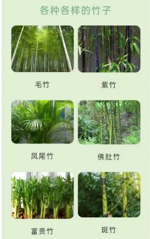 景观竹子买什么品种?三大主流品种六维度对比,帮你选对不踩坑 结论